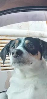 Cute dog sitting in a car's interior, gazing curiously outside.