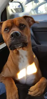 Adorable brown dog comfortably sits in a car, perfect for mobile wallpaper.