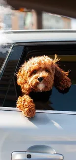 Cute brown dog looks out car window in downtown area.