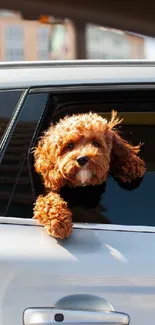 A cute dog leaning out of a car window with an urban background.