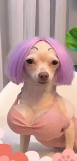 Cute dog with purple wig and pink outfit on chair.