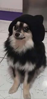 Pomeranian dog with black hat on marble floor.