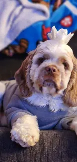 Cute dog wearing a grey sweater, lounging on a couch.