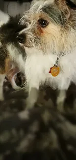 Adorable fluffy dog with collar on a cozy backdrop.