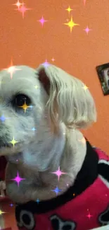 Cute white dog in a pink skull sweater inside a cozy room.