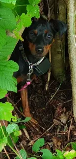 Small dog hiding in dense green foliage.