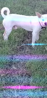 A cute white dog stands on green grassy field with colorful pastel streaks.