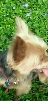 Adorable dog sitting in a vibrant green field.