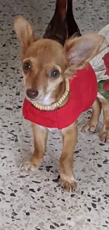 Cute puppy in red outfit standing indoors on speckled floor.