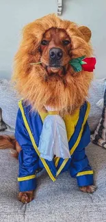 Dog in lion costume with red rose on couch.