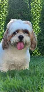 Adorable fluffy dog sitting in a lush green garden, enjoying a sunny day.