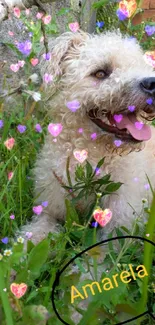 Adorable dog relaxing in lush green grass, enjoying nature.