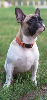 Cute French Bulldog with orange collar sitting on green grass.