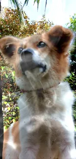 Cute brown and white dog in a vibrant green outdoor setting.