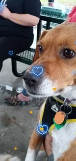 Beagle mix dog at park sitting close-up.