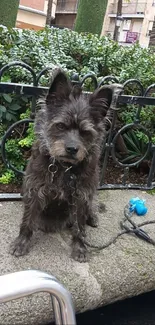 Scruffy dog in park by a fence with a leash.