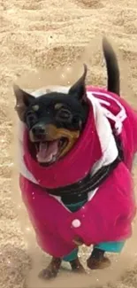 Small dog in a pink jacket on a beach, smiling wide.