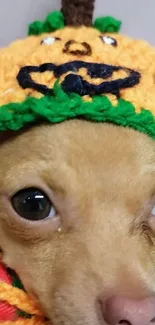 Cute dog wearing a pumpkin-themed crochet hat.