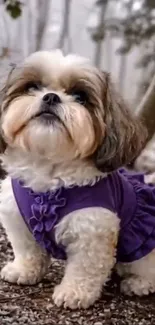 Adorable Shih Tzu dog in a purple outfit outdoors.