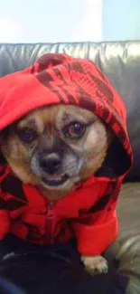 Cute dog in red hoodie sitting on a black leather couch.