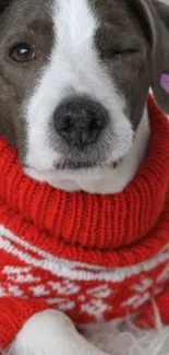 A cute dog winking, wearing a red sweater with a heart detail on its ear.