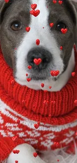 Cute dog in a red sweater with hearts mobile wallpaper.