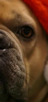 Dog with Santa hat, cute holiday theme.