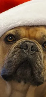 Adorable dog in Santa hat, perfect for holiday wallpaper.