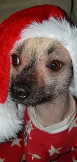 Cute dog wearing a red Santa hat and pajamas with stars.