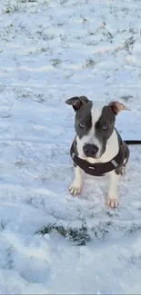 Adorable pit bull puppy sitting in snowy field, looking at the camera.