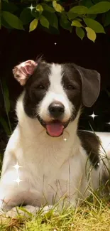 Cute dog lying in sparkling grass with leaves background.