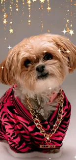 Adorable dog wearing pink striped outfit with golden chain and starry background.