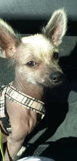 A cute dog sits in sunlight on dark carpet.