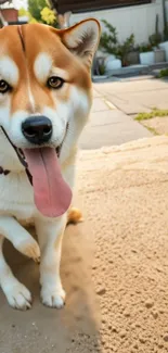 Adorable dog with tongue out in sunny backyard setting.