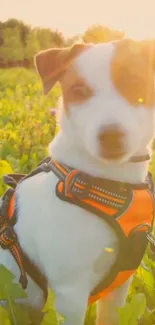 Cute dog with orange harness in sunlight field.