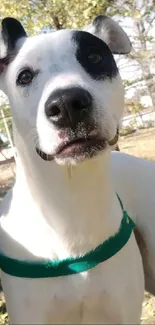 Adorable dog with black patches in a sunny park wearing a green collar.