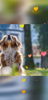 Cute sunlit dog with heart graphics in the park.