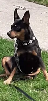 Small dog sitting on green grass in a sunny park.