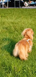 A small dog happily standing in lush green grass on a sunny day in the park.