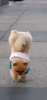 Adorable fluffy dog in a sweater walking on a path.