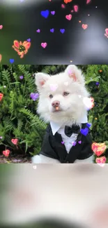 Adorable white dog in tuxedo with colorful hearts on a green background.