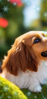 Adorable Cavalier Spaniel in a vibrant garden with lush greenery and flowers.