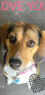 Cute beagle with 'Love You' on gray floor.