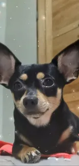 Small dog with big ears lying indoors