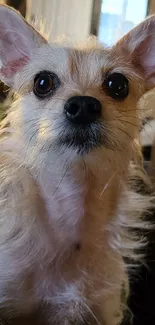 Cute fluffy dog with big eyes, sitting indoors.