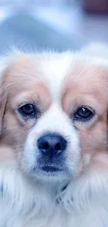 Close-up of a fluffy dog with a calm expression in blue tones.