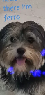 Adorable fluffy dog with playful tongue on white tiles.