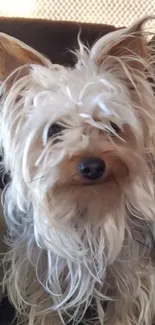 Charming Yorkshire Terrier dog posing with fluffy fur on a cozy background.