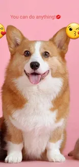 Cute corgi with motivational text on pink background.