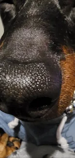 Close-up of a dog wearing a blue hoodie, focusing on its nose.